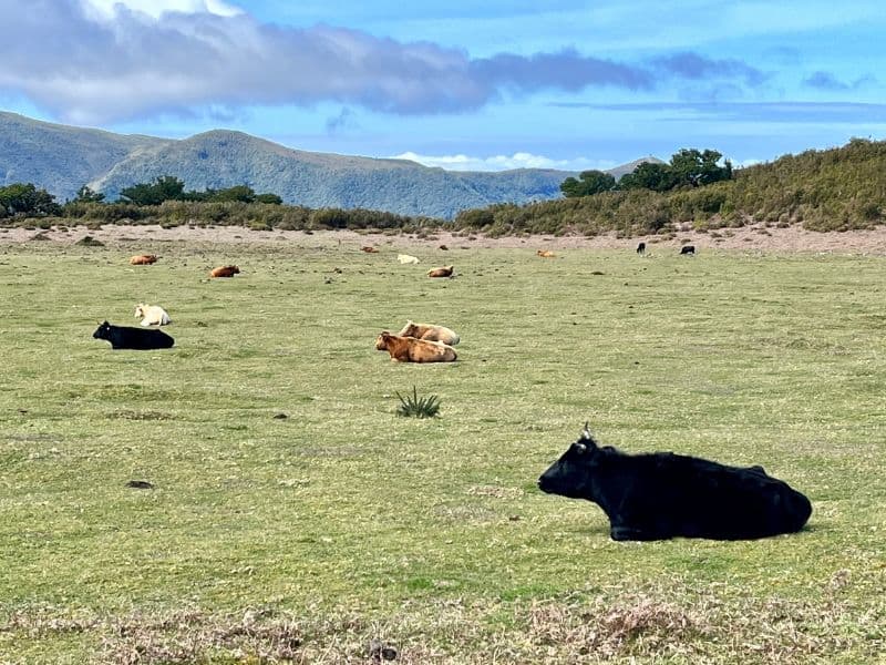 Madeira cestování – krávy ve Fanal Forest v mlžném lese