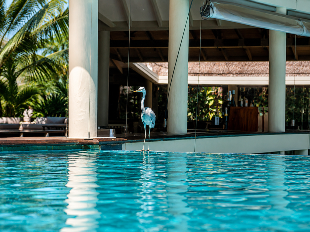 Volavka stojící u bazénu v tropickém resortu Hudhuranfushi na Maledivách.